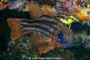 Cardenalfish
Apogon sp
Olympus EM1 MaarkII system
 by Jose Maria Abad Ortega 